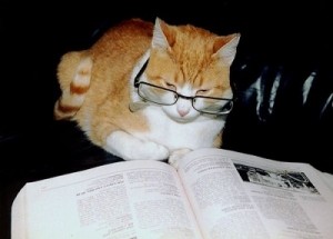 猫の読書